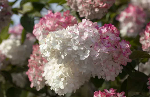 Hydrangea paniculata