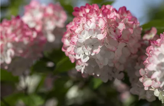 Hydrangea paniculata