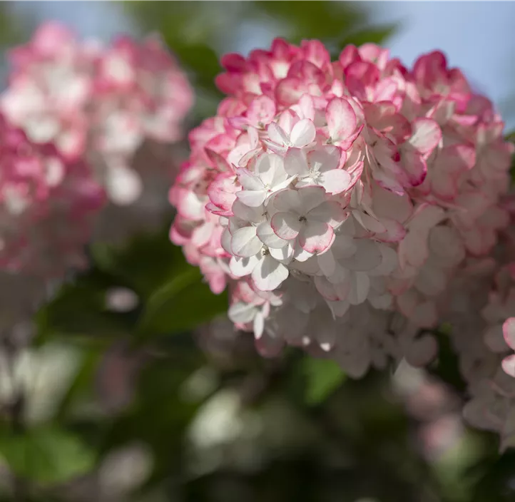 Rispenhortensie 'Groundbreaker'®