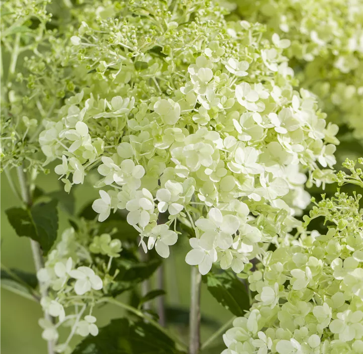Rispenhortensie, 5 Liter Topf