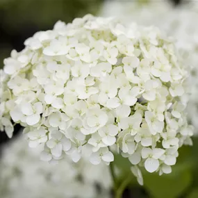 Hydrangea paniculata