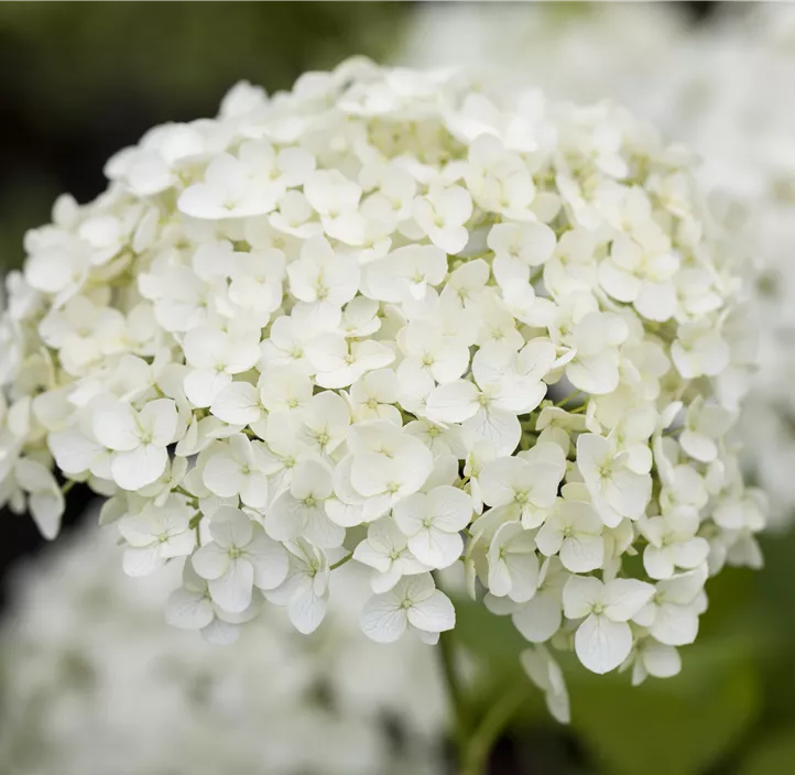 Rispenhortensie, 5 Liter Topf