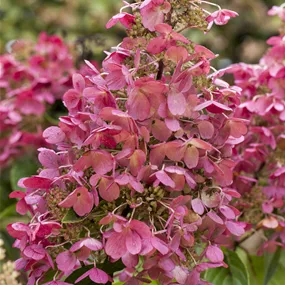 Hydrangea paniculata Living Infinity
