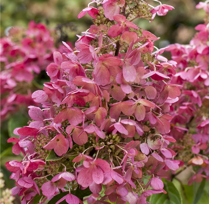 Rispenhortensie 'Living Infinity'®