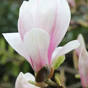 Magnolia Kiki's Broom