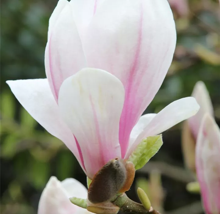 Magnolie 'Kiki's Broom'