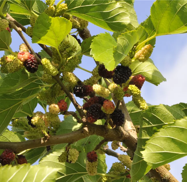 Schwarze Maulbeere Bio