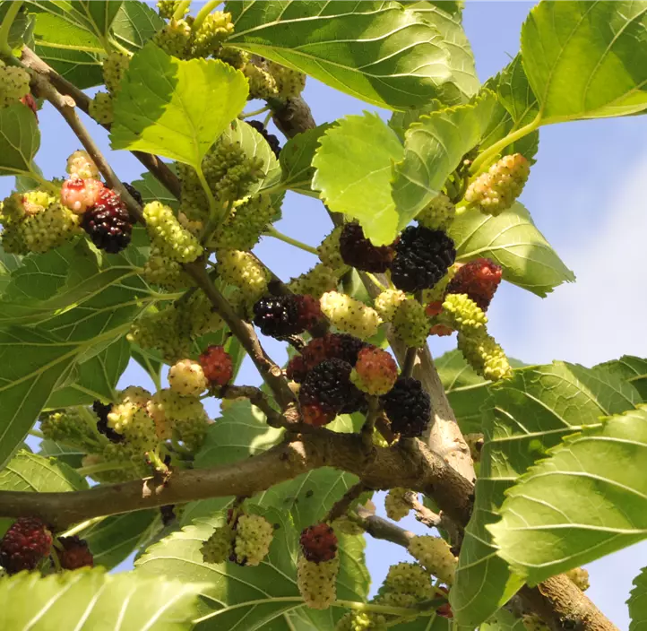 Schwarze Maulbeere Bio