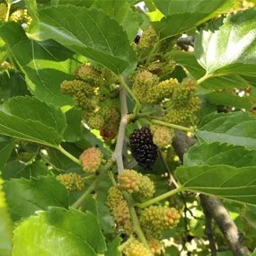 Morus nigra Mulle