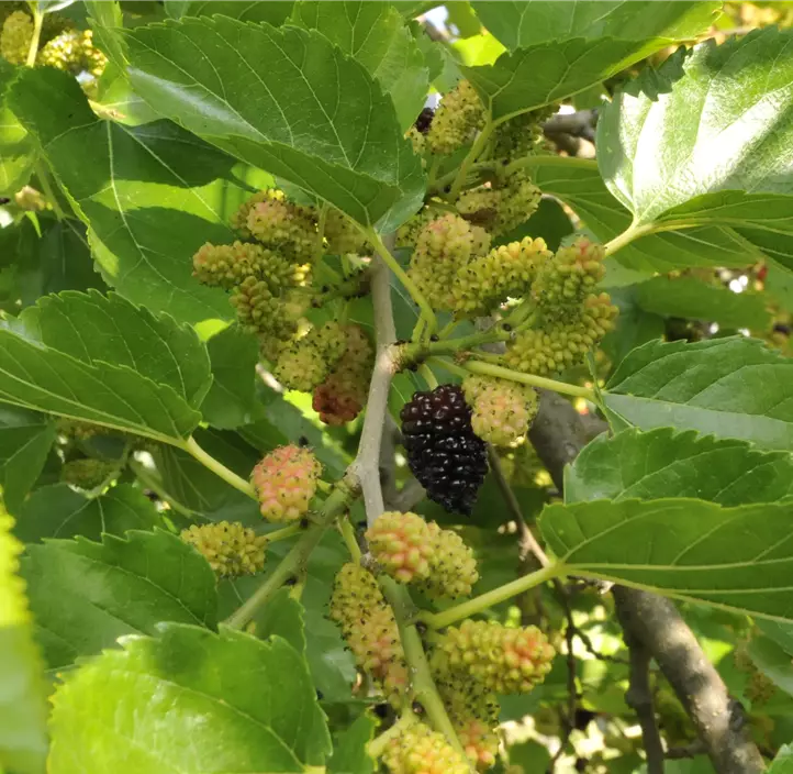 Schwarze Maulbeere Bio