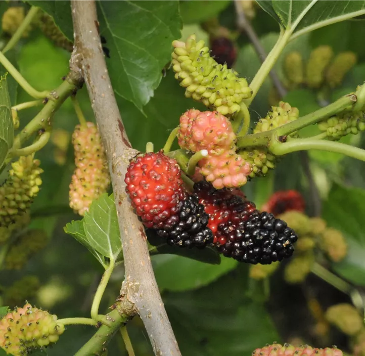 Schwarze Maulbeere Bio