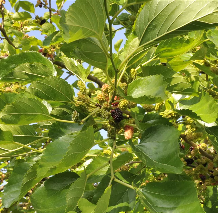Schwarze Maulbeere Bio