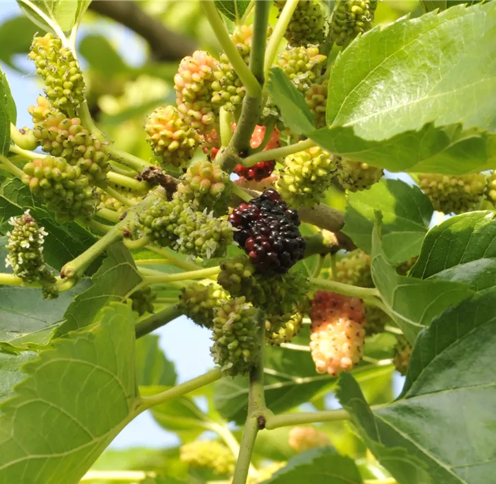 Schwarze Maulbeere Bio