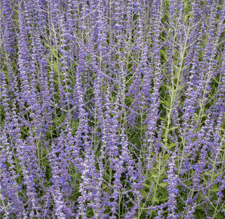 Blauraute 'Blue Steel'