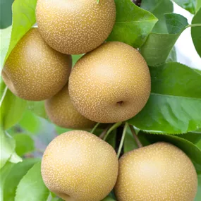 Pyrus pyrifolia Shinseiki