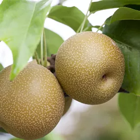 Pyrus pyrifolia Chojuro