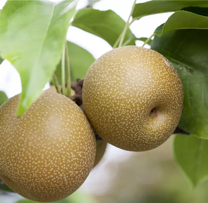 Birne Nashi 'Chojuro'