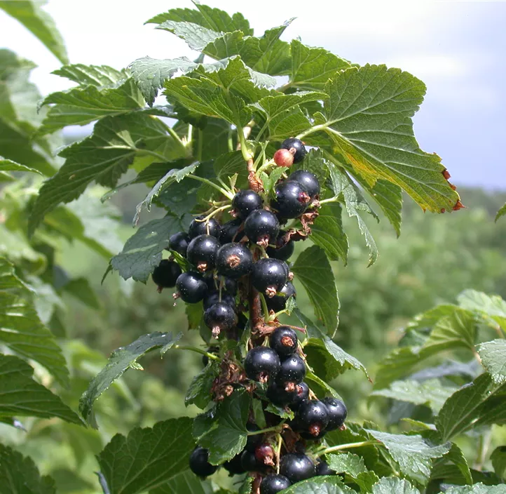 Johannisbeere 'Ben Nevis'
