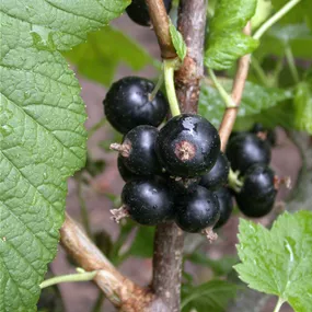 Ribes nigrum Ben Nevis
