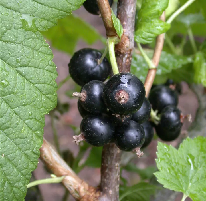 Johannisbeere 'Ben Nevis'