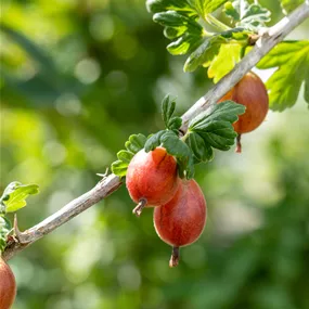 Ribes uva-crispa Captivator