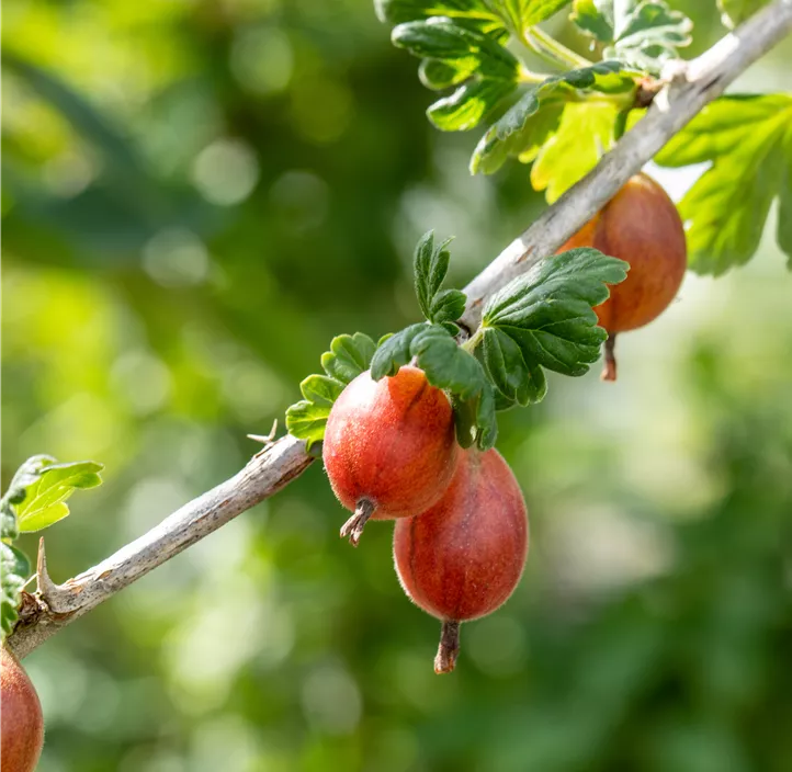 Stachelbeere 'Captivator'