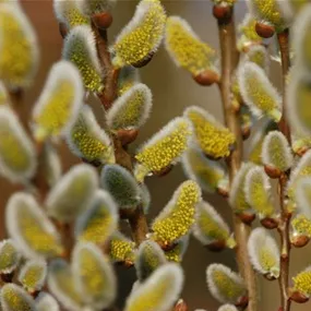 Salix caprea Gold-Bienenkätzchen