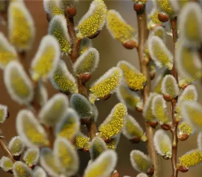 Salix caprea 'Gold-Bienenkätzchen'