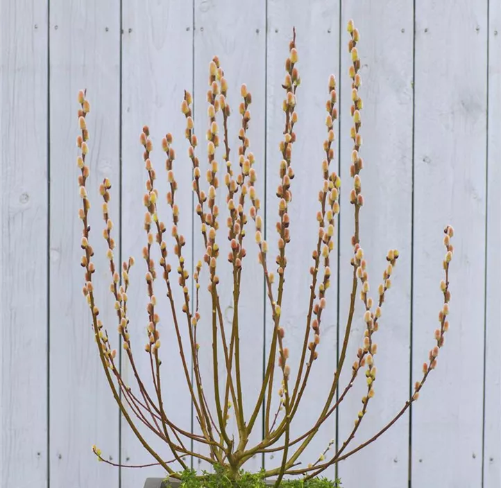 Salweide Gold-Bienenkätzchen