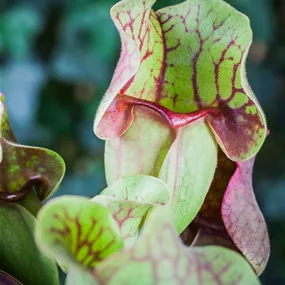 Sarracenia Solitär