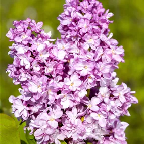 Syringa vulgaris Andenken an Ludwig Späth