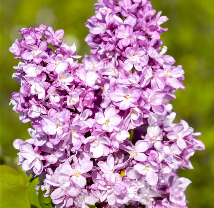 Edelflieder 'Andenken an Ludwig Späth'