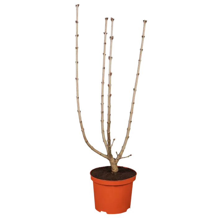 Edelflieder 'Andenken an Ludwig Späth'