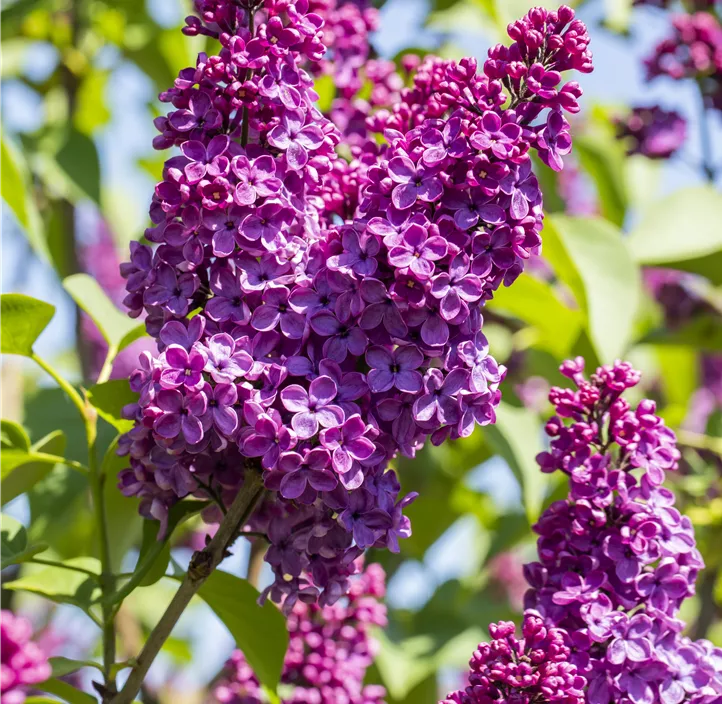 Edelflieder 'Andenken an Ludwig Späth'