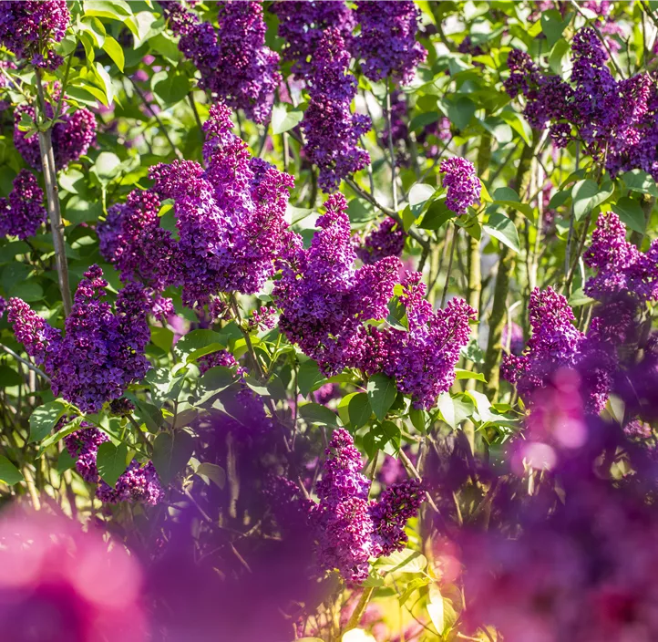 Edelflieder 'Andenken an Ludwig Späth'