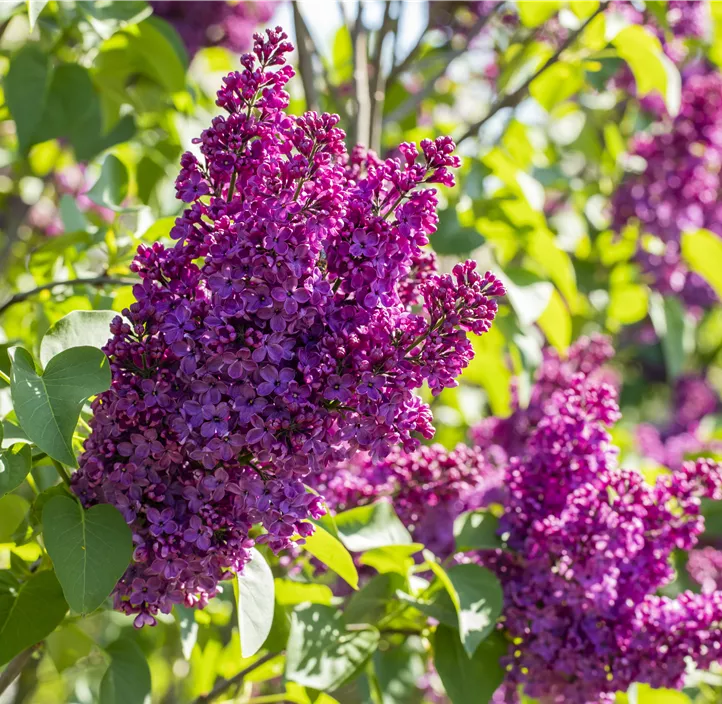 Edelflieder 'Andenken an Ludwig Späth'