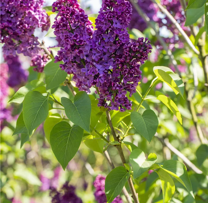 Edelflieder 'Andenken an Ludwig Späth'