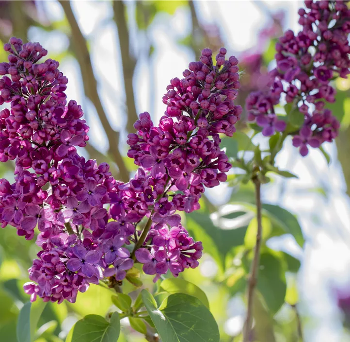 Edelflieder 'Andenken an Ludwig Späth'
