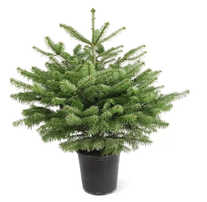 Getopfte Nordmannstanne