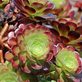 Aeonium Nigrum