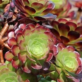 Aeonium Nigrum