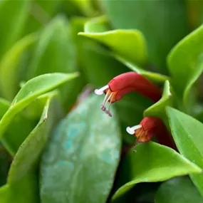 Aeschynanthus 'Carina'