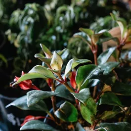 Aeschynanthus marmoratus