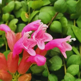 Aeschynanthus Pink Polka Ampel