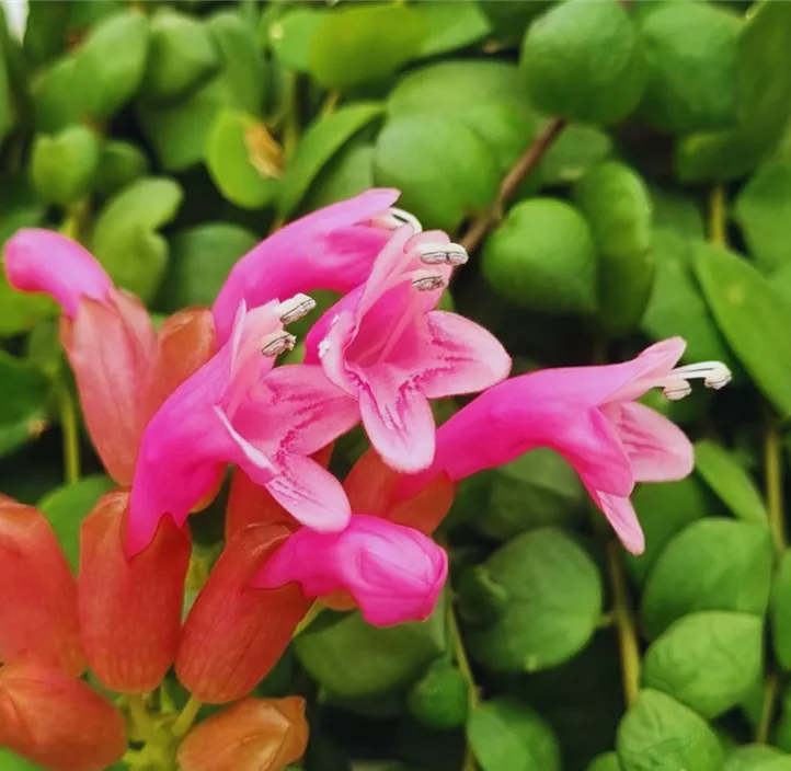 Schamblume 'Pink Polka'