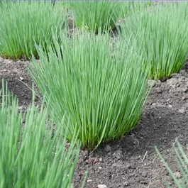 Allium schoenoprasum