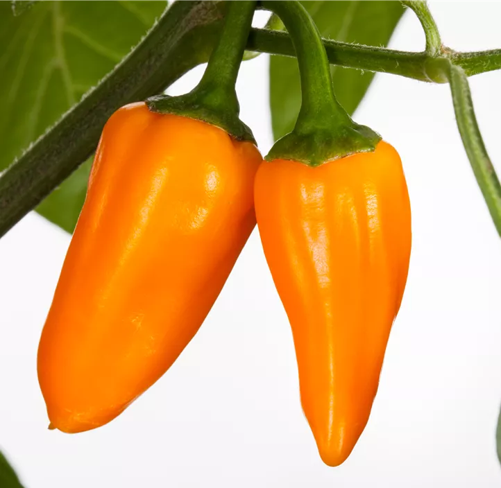 Snack-Paprika 'Vitapep'