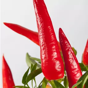 Capsicum annuum Rote Spirale