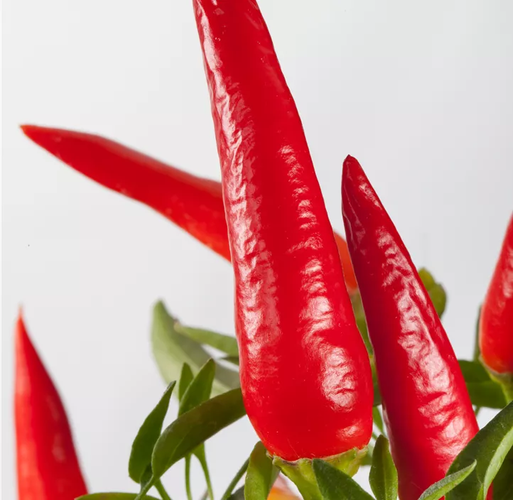 Türkischer Spitzpaprika 'Rote Spirale'