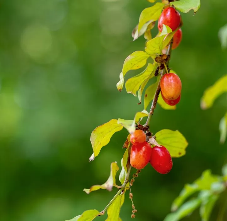 Kornelkirsche 'Jolico'